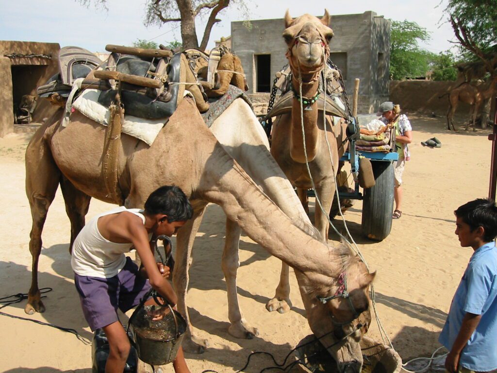 goed drinken voor de India kamelentocht