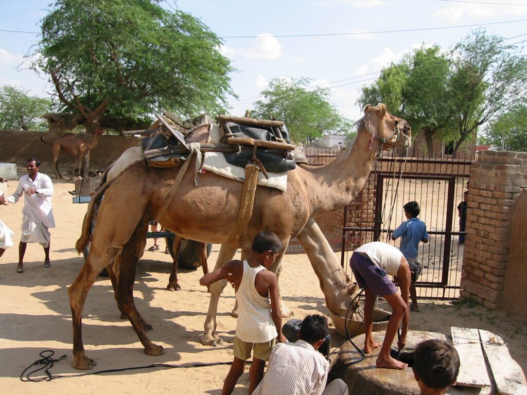 startpunt kamelentocht