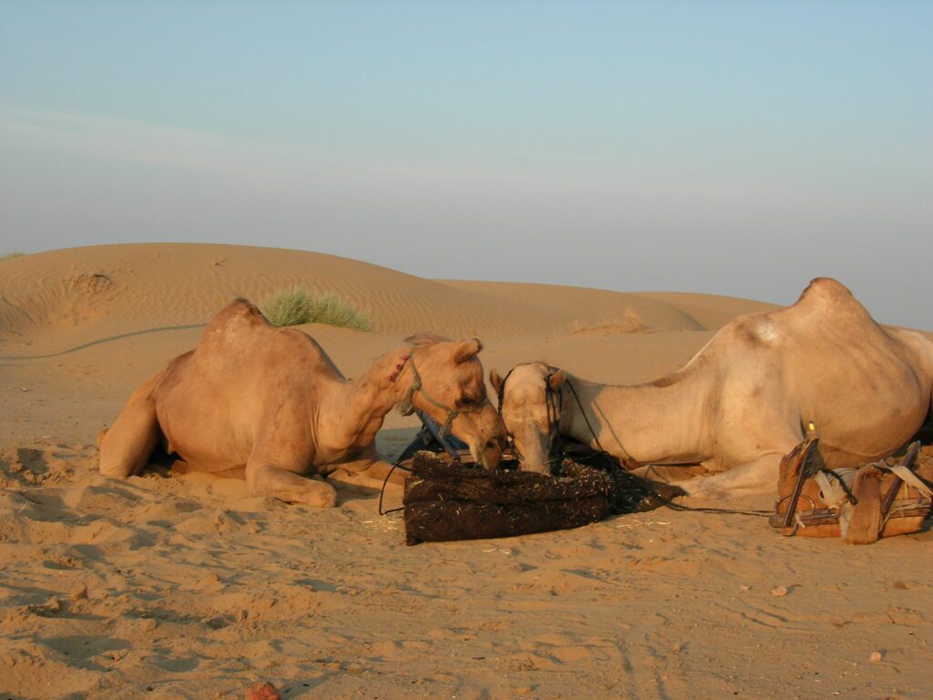 India Kamelentocht