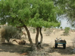 India kamelentocht Bikaner Rajasthan